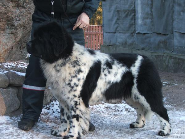 Фото: ньюфаундленд Plushevaya Panda Debra (Плюшевая Панда Дэбра)