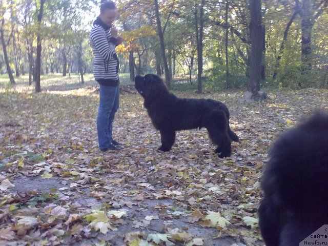 Фото: ньюфаундленд Beguschaya po Volnam Zodiak (Бегущая по Волнам Зодиак)