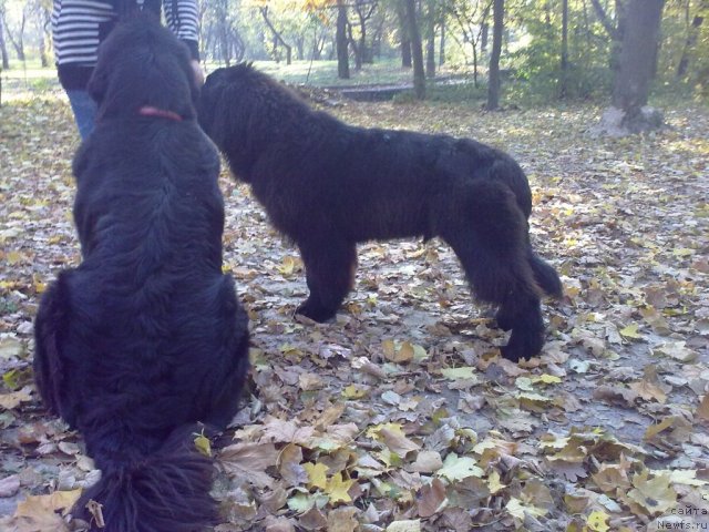 Фото: ньюфаундленд Velyke Malyatko Yaskrava Usmishka, ньюфаундленд Beguschaya po Volnam Zodiak (Бегущая по Волнам Зодиак)