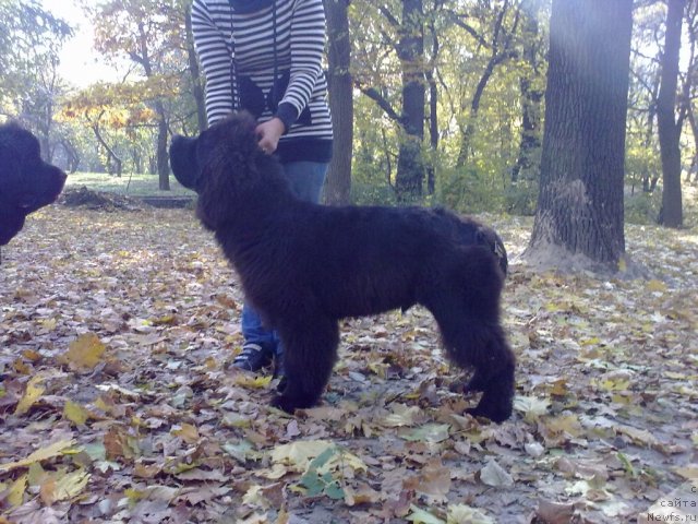 Фото: ньюфаундленд Beguschaya po Volnam Zodiak (Бегущая по Волнам Зодиак)