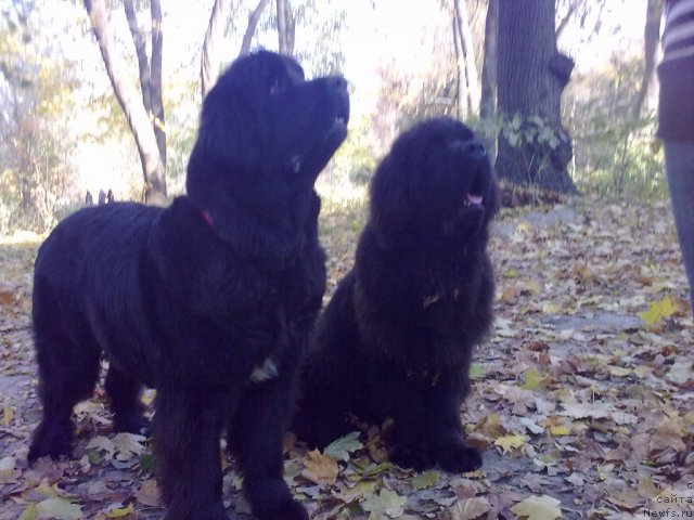 Фото: ньюфаундленд Velyke Malyatko Yaskrava Usmishka, ньюфаундленд Beguschaya po Volnam Zodiak (Бегущая по Волнам Зодиак)