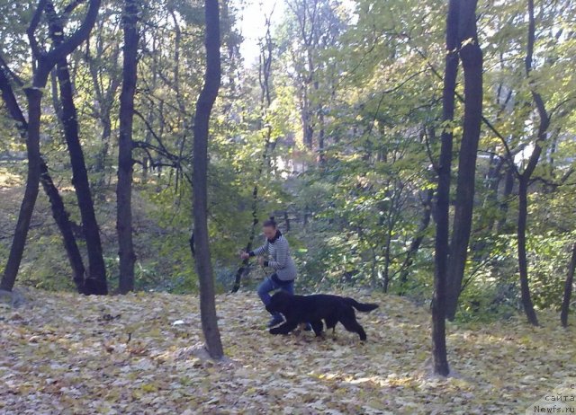 Фото: ньюфаундленд Beguschaya po Volnam Zodiak (Бегущая по Волнам Зодиак)