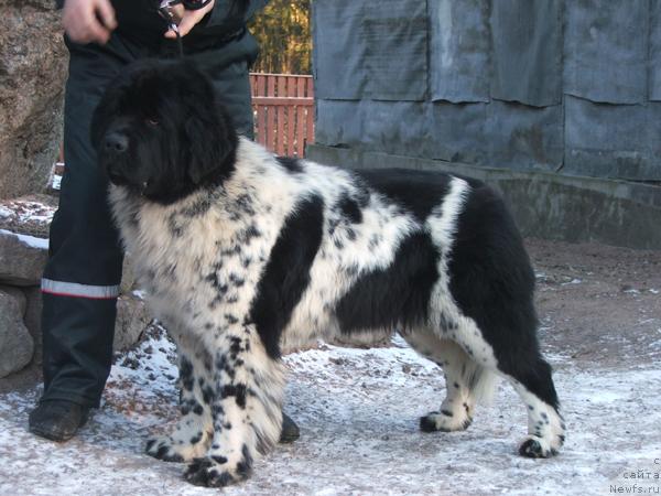 Фото: ньюфаундленд Plushevaya Panda Debra (Плюшевая Панда Дэбра)
