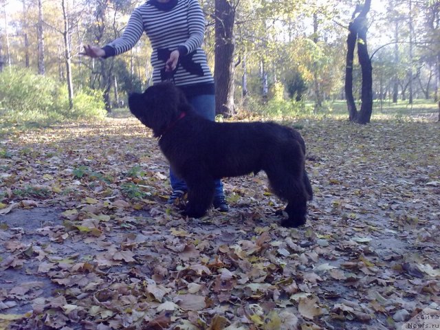 Фото: ньюфаундленд Beguschaya po Volnam Zodiak (Бегущая по Волнам Зодиак)