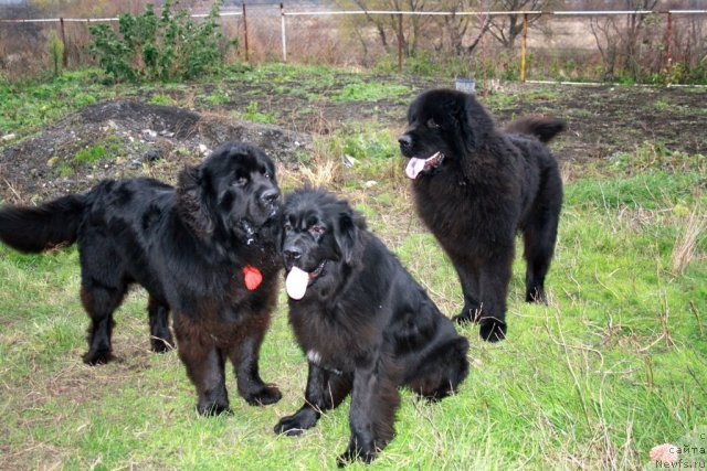 Фото: Черный Шарм Бонифаций, ньюфаундленд Super Premium Jani Monik (Супер Премиум Жани Моник), ньюфаундленд CHernyiy SHarm Buch Kessedi (Черный Шарм Буч Кесседи)