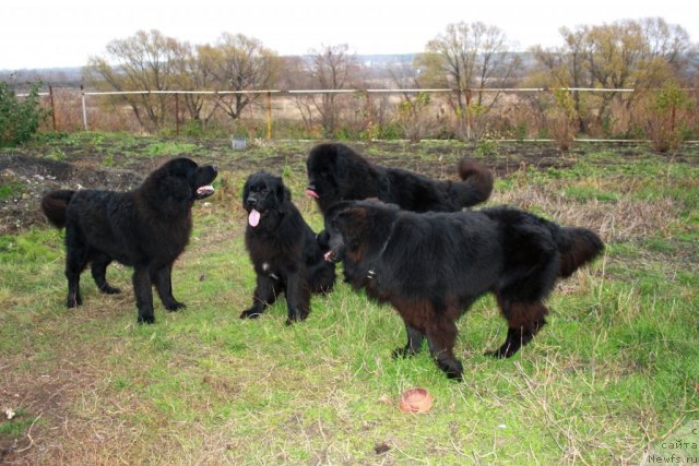 Фото: ньюфаундленд CHernyiy SHarm Byetmen (Черный Шарм Бэтмен), ньюфаундленд Super Premium Jani Monik (Супер Премиум Жани Моник), ньюфаундленд CHernyiy SHarm Buch Kessedi (Черный Шарм Буч Кесседи), Черный Шарм Бонифаций