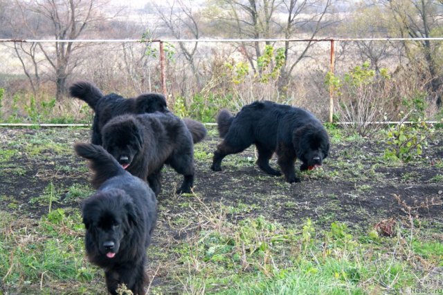 Фото: Черный шарм Бонифаций, ньюфаундленд CHernyiy SHarm Buch Kessedi (Черный Шарм Буч Кесседи), ньюфаундленд CHernyiy SHarm Byetmen (Черный Шарм Бэтмен), ньюфаундленд Super Premium Jani Monik (Супер Премиум Жани Моник)