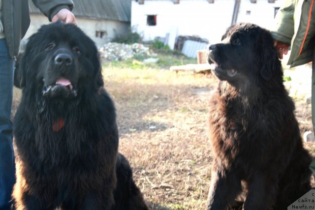 Фото: Черный Шарм Бонифаций, ньюфаундленд CHernyiy SHarm Byetmen (Черный Шарм Бэтмен)