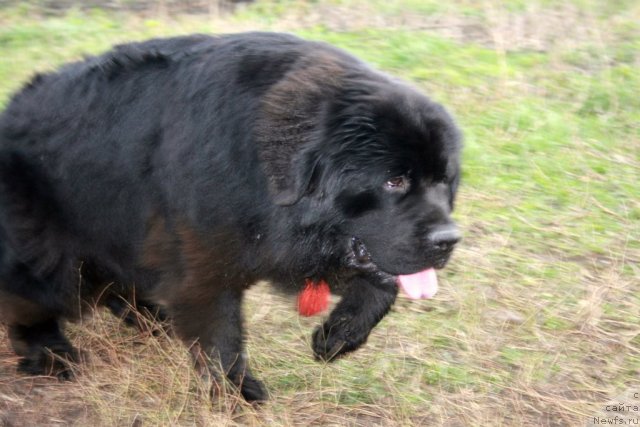 Фото: Черный Шарм Бонифаций