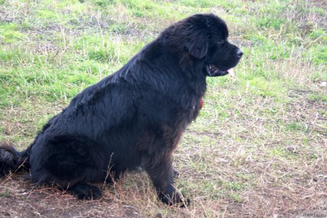 Фото: Черный Шарм Бонифаций