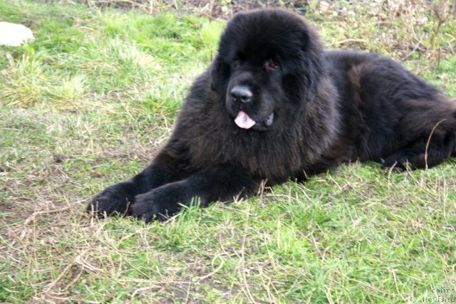 Фото: ньюфаундленд CHernyiy SHarm Buch Kessedi (Черный Шарм Буч Кесседи)