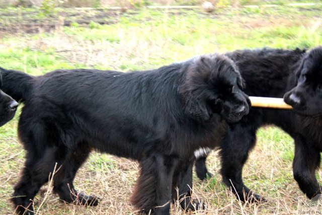 Фото: ньюфаундленд Super Premium Jani Monik (Супер Премиум Жани Моник), ньюфаундленд CHernyiy SHarm Byetmen (Черный Шарм Бэтмен)