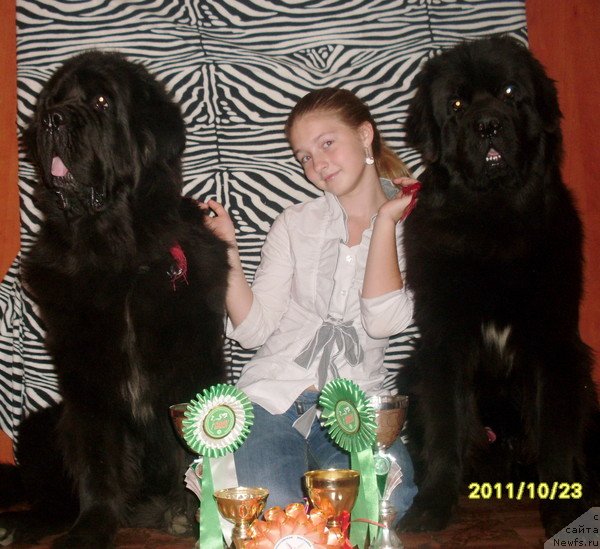 Фото: ньюфаундленд Arh B'yuti Odri Vol'naya Ptica (Арх Бьюти Одри Вольная Птица), Доча и, ньюфаундленд Fiamettahauz Nusakan (Фиаметтахауз Нусакан)