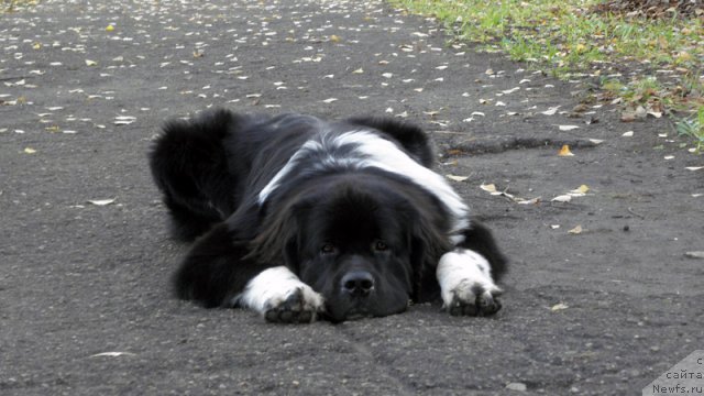 Фото: ньюфаундленд Starbimovlav Gardemarin (Старбимовлав Гардемарин)