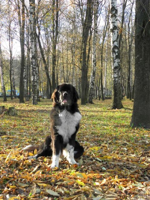 Фото: ньюфаундленд Starbimovlav Gardemarin (Старбимовлав Гардемарин)