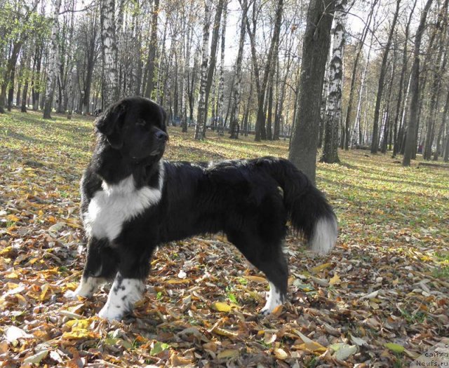 Фото: ньюфаундленд Starbimovlav Gardemarin (Старбимовлав Гардемарин)