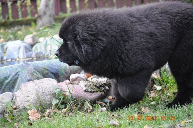 Фото: ньюфаундленд Zvezdnij Dar Afrodita (Звездный Дар Афродита)