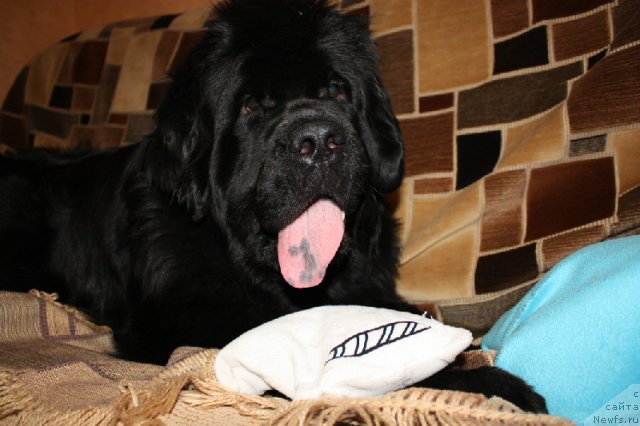 Фотография № 80109