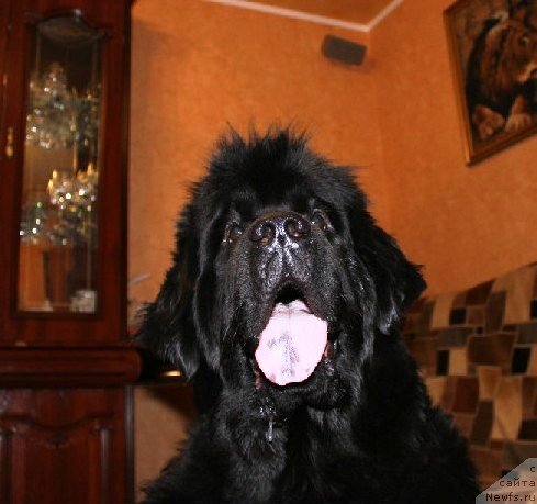 Фотография № 80110