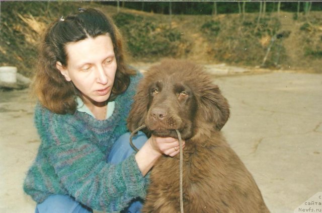 Фото: ньюфаундленд Potap Juk (Потап Жук)