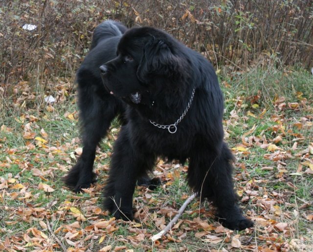 Фото: ньюфаундленд Uyutnaya Dolina Andros Grif (Уютная Долина Андрос Гриф)