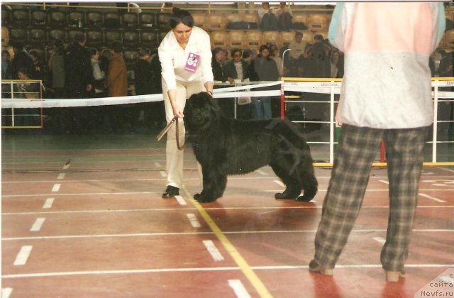 Фото: ньюфаундленд Potap Elochka (Потап Елочка), Mariya Smirnova (Мария Смирнова)