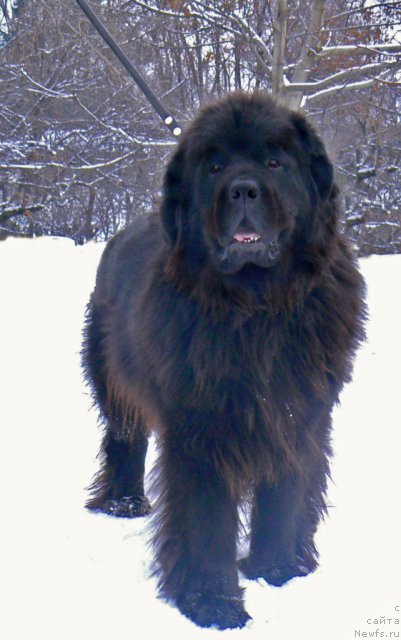 Фото: ньюфаундленд Abigal' (Абигаль), ньюфаундленд Abigal' (Абигаль)
