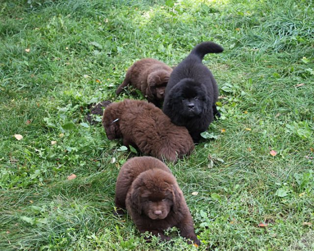 Фотография № 80121