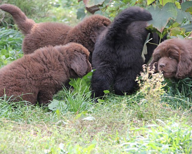 Фотография № 80125