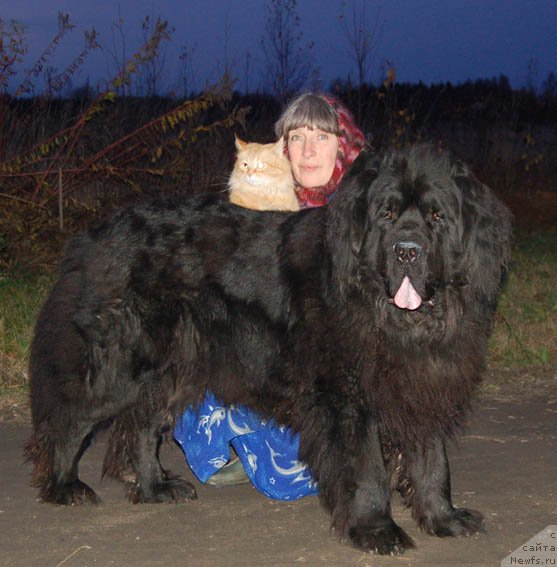 Фото: ньюфаундленд Sent Djons Orfey (Сент Джонс Орфей)