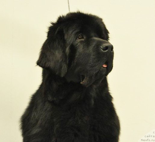 Фото: ньюфаундленд Beguschaya po Volnam Harizma (Бегущая по Волнам Харизма)