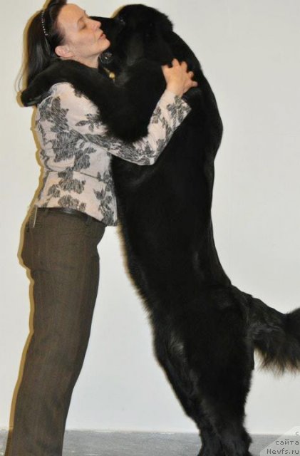 Фото: Ol'ga Koroleva (Ольга Королева), ньюфаундленд Beguschaya po Volnam Harizma (Бегущая по Волнам Харизма)