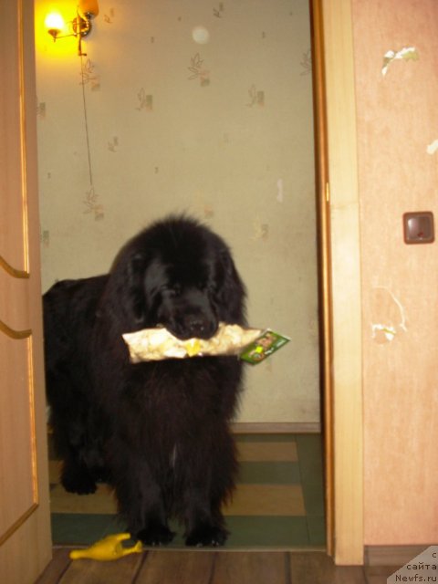 Фото: ньюфаундленд Kapitan N'yufort (Капитан Ньюфорт)