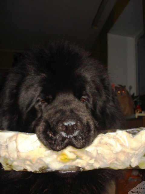 Фото: ньюфаундленд Kapitan N'yufort (Капитан Ньюфорт)