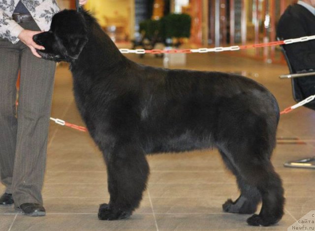 Фото: ньюфаундленд Beguschaya po Volnam Dancing Queen (Бегущая по Волнам Дансинг Квин)