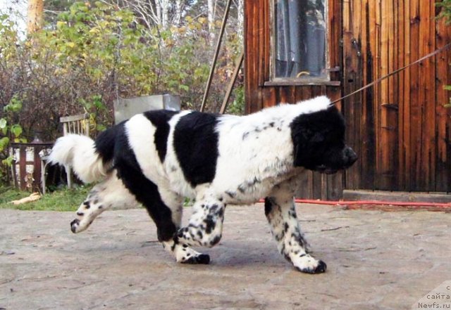 Фото: ньюфаундленд Super Bizon Ekaterinburg (Супер Бизон Екатеринбург)