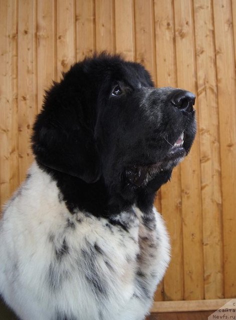 Фото: ньюфаундленд Super Bizon Ekaterinburg (Супер Бизон Екатеринбург)