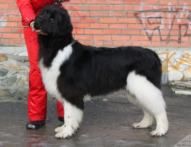 Фото: ньюфаундленд Super Premium Zippi Senseyshen (Супер Премиум Зиппи Сенсейшен)