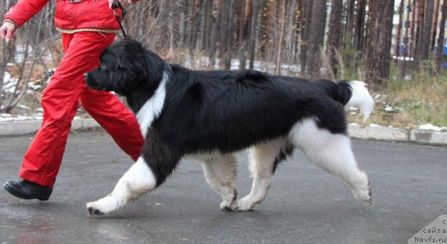 Фото: ньюфаундленд Super Premium Zippi Senseyshen (Супер Премиум Зиппи Сенсейшен)