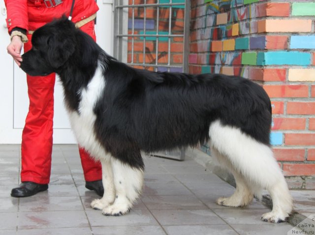 Фото: ньюфаундленд Super Premium Zippi Senseyshen (Супер Премиум Зиппи Сенсейшен)