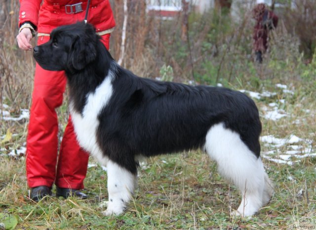 Фото: ньюфаундленд Super Premium Zippi Senseyshen (Супер Премиум Зиппи Сенсейшен)