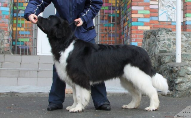 Фото: ньюфаундленд Super Premium Zippi Senseyshen (Супер Премиум Зиппи Сенсейшен)