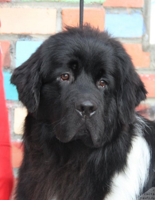 Фото: ньюфаундленд Super Premium Zippi Senseyshen (Супер Премиум Зиппи Сенсейшен)