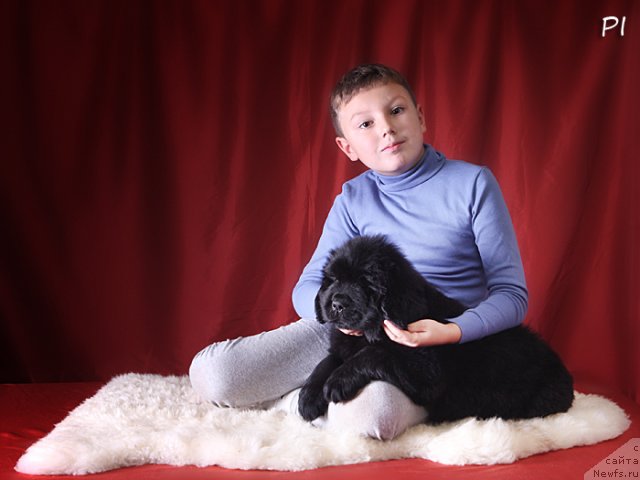 Фото: ньюфаундленд Vom Waterfall Land Ay Todor (Вом Ватерфалл Лэнд Ай Тодор)