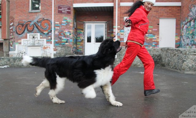 Фото: ньюфаундленд Super Premium Zippi Senseyshen (Супер Премиум Зиппи Сенсейшен)