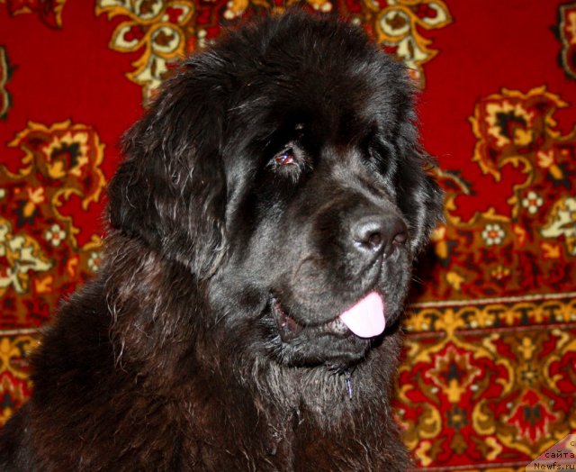 Фото: ньюфаундленд N'yufort Bay'yu Tiana (Ньюфорт Бай'ю Тиана)