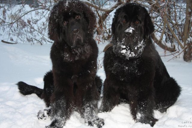 Фото: ньюфаундленд Beguschaya po Volnam Zero Kool (Бегущая по Волнам Зеро Коол), ньюфаундленд Fortuna of Giant's Island