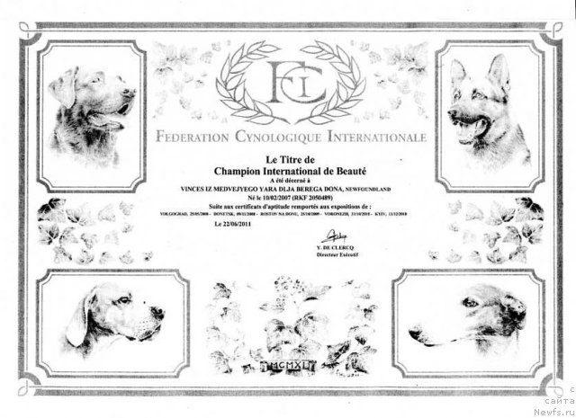 Фото: ньюфаундленд Vinces iz Medvejyego Yara Dlja Berega Dona (Винчес из Медвежьего Яра для Берега Дона)