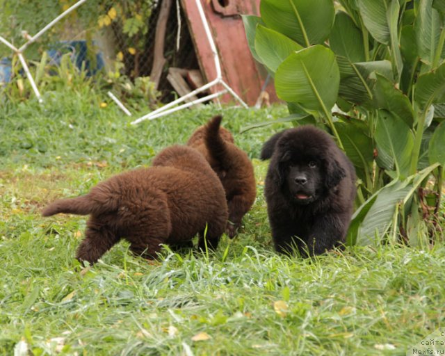 Фото: ньюфаундленд Zvezdnij Dar Afina dlja Berega Dona (Звездный Дар Афина для Берега Дона)
