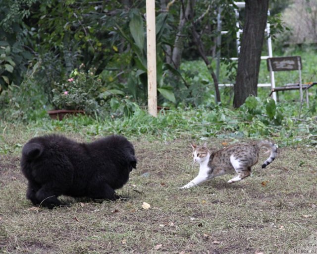 Фотография № 80239